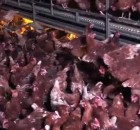 Appalling conditions laid bare on what IS a free range egg farm
