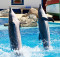 399px-Dolphin_show_in_Lisbon_Zoo_01