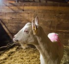 CONTRIBUTED
Lily the goat escaped death last week and is now housed with other rescued animals at Meadowlarke Stables in Brampton.